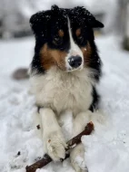 Australský ovčák s PP