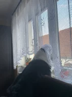 Australský ovčák s PP