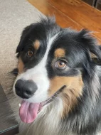 Australský ovčák s PP