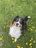 Australský ovčák s PP