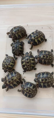 Prodám mláďata želvy  zelenavé T.Hermanni Boetgeri