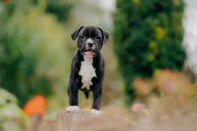 Stafordšírský bulteriér