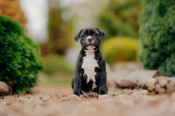 Stafordšírský bulteriér