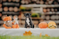 Stafordšírský bulteriér