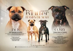 Stafordšírský bulteriér