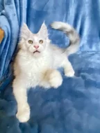 Nádherný mainský mývalí kocourek s PP