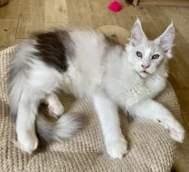 Nádherný mainský mývalí kocourek s PP