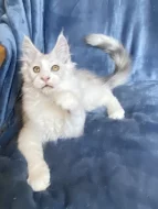 Nádherný mainský mývalí kocourek s PP