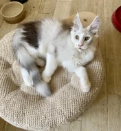 Nádherný mainský mývalí kocourek s PP