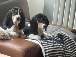 Bernský honič -štěňata s PP