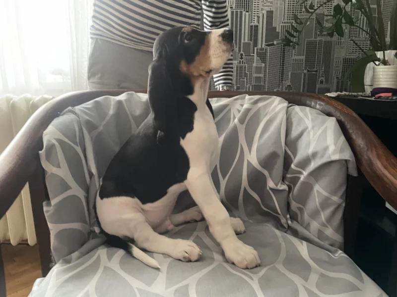 Bernský honič -štěňata s PP