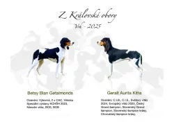 Bernský honič -štěňata s PP