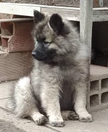 Německý špic vlčí / keeshond prodám štěňata s PP