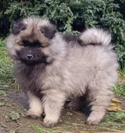 Německý špic vlčí / keeshond prodám štěňata s PP