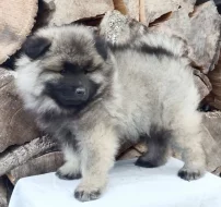 Německý špic vlčí / keeshond prodám štěňata s PP