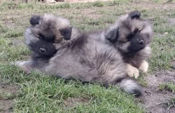 Německý špic vlčí / keeshond prodám štěňata s PP