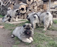 Německý špic vlčí / keeshond prodám štěňata s PP