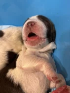 Anglický špringršpaněl štěňata