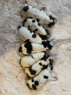 Anglický špringršpaněl štěňata