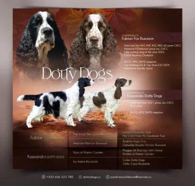 Anglický špringršpaněl štěňata