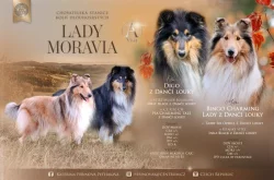 Kolie dlouhosrstá štěňata s PP