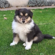 Kolie dlouhosrstá štěňata s PP