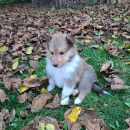 Kolie dlouhosrstá štěňata s PP