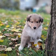 Kolie dlouhosrstá štěňata s PP