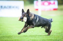 Německý ovčák s PP FCI