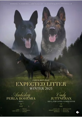 Německý ovčák s PP FCI