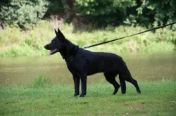 Německý ovčák s PP FCI