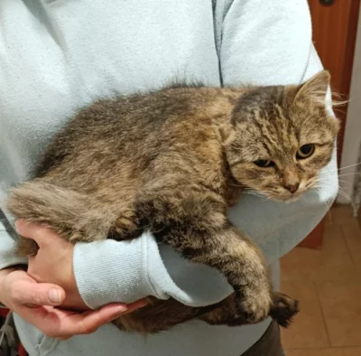 Kocourek Blas hledá nový domov