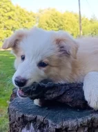 Border kolie štěňata s PP