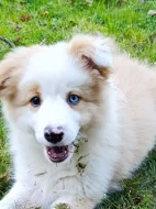 Border kolie štěňata s PP