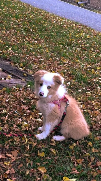 Border kolie štěňata s PP