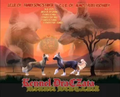 Čínský chocholatý pes