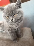 Britská krátkosrstá koťata s PP