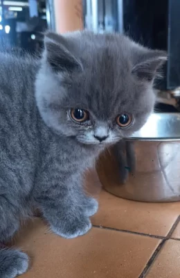 Britská krátkosrstá koťata s PP