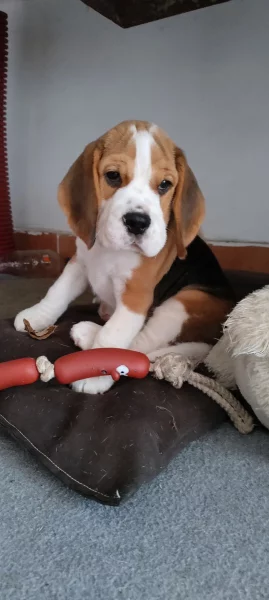 Beagle s PP - bígl