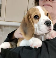 Beagle s PP - bígl