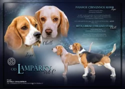 Beagle s PP - bígl