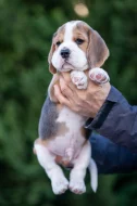 Beagle s PP - bígl