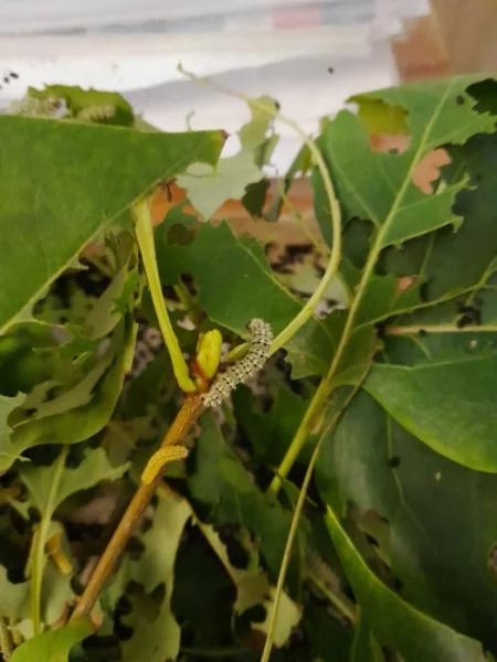 Housenky - martináč pajasanový (hedvábný)