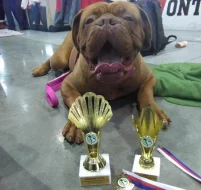 BORDEAUXSKÁ DOGA, DOGUE DE BORDEAUX