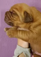 BORDEAUXSKÁ DOGA, DOGUE DE BORDEAUX