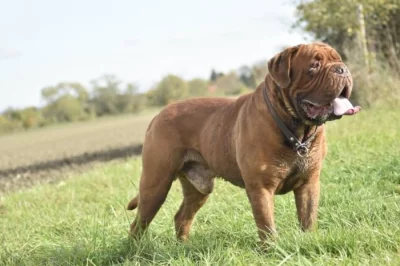 BORDEAUXSKÁ DOGA, DOGUE DE BORDEAUX