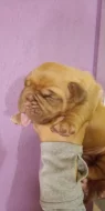 BORDEAUXSKÁ DOGA, DOGUE DE BORDEAUX