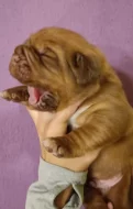 BORDEAUXSKÁ DOGA, DOGUE DE BORDEAUX