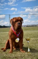 BORDEAUXSKÁ DOGA, DOGUE DE BORDEAUX