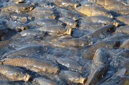 Prodám násadu kapr